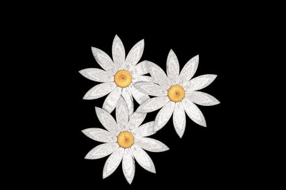 Elegant Daisy Flowers